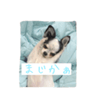 ジャックラッセルとチワワの一言スタンプ（個別スタンプ：3）