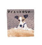 ジャックラッセルとチワワの一言スタンプ（個別スタンプ：6）