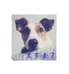 ジャックラッセルとチワワの一言スタンプ（個別スタンプ：8）