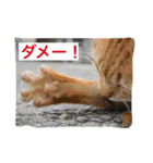 ジャックラッセルとチワワの一言スタンプ（個別スタンプ：9）