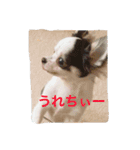 ジャックラッセルとチワワの一言スタンプ（個別スタンプ：14）