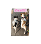 ジャックラッセルとチワワの一言スタンプ（個別スタンプ：16）