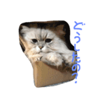ニャンコ大作戦！（個別スタンプ：1）