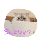 ニャンコ大作戦！（個別スタンプ：2）