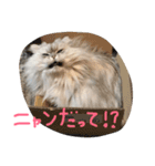 ニャンコ大作戦！（個別スタンプ：3）