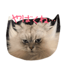 ニャンコ大作戦！（個別スタンプ：4）