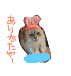 ニャンコ大作戦！（個別スタンプ：8）