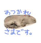 ニャンコ大作戦！（個別スタンプ：9）