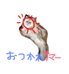 ニャンコ大作戦！（個別スタンプ：10）