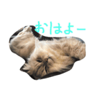 ニャンコ大作戦！（個別スタンプ：11）