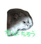 ニャンコ大作戦！（個別スタンプ：12）