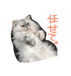 ニャンコ大作戦！（個別スタンプ：13）