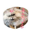 ニャンコ大作戦！（個別スタンプ：15）