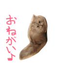 ニャンコ大作戦！（個別スタンプ：16）