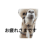 farm animals（個別スタンプ：2）