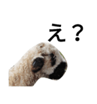 farm animals（個別スタンプ：4）