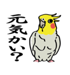 しろきいろオカメインコ（個別スタンプ：1）