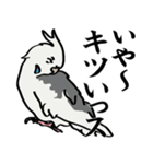しろきいろオカメインコ（個別スタンプ：11）