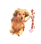 ミニチュアダックスのラッキーとクロエ（個別スタンプ：1）