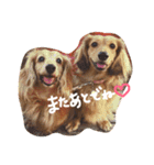 ミニチュアダックスのラッキーとクロエ（個別スタンプ：2）