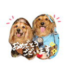 ミニチュアダックスのラッキーとクロエ（個別スタンプ：22）