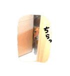 ミニチュアダックスのラッキーとクロエ（個別スタンプ：27）