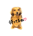 ミニチュアダックスのラッキーとクロエ（個別スタンプ：29）