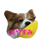 パピヨンのちゃっぴー（個別スタンプ：8）