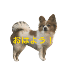 パピヨンのちゃっぴー（個別スタンプ：9）