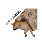柴犬のしゃん（個別スタンプ：3）