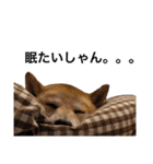 柴犬のしゃん（個別スタンプ：4）
