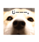 柴犬のしゃん（個別スタンプ：5）
