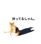 柴犬のしゃん（個別スタンプ：6）
