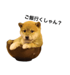柴犬のしゃん（個別スタンプ：7）