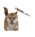 柴犬のしゃん（個別スタンプ：8）