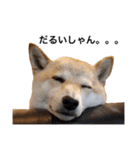 柴犬のしゃん（個別スタンプ：9）
