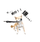 柴犬のしゃん（個別スタンプ：11）