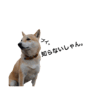 柴犬のしゃん（個別スタンプ：12）