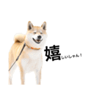 柴犬のしゃん（個別スタンプ：13）