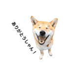 柴犬のしゃん（個別スタンプ：14）