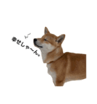 柴犬のしゃん（個別スタンプ：15）