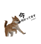 柴犬のしゃん（個別スタンプ：16）