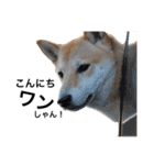 柴犬のしゃん（個別スタンプ：17）