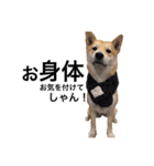 柴犬のしゃん（個別スタンプ：18）