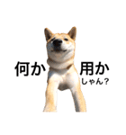 柴犬のしゃん（個別スタンプ：20）
