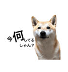 柴犬のしゃん（個別スタンプ：21）
