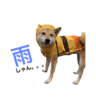 柴犬のしゃん（個別スタンプ：22）