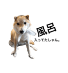 柴犬のしゃん（個別スタンプ：23）