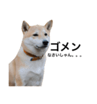 柴犬のしゃん（個別スタンプ：24）