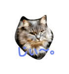 うちの猫です。（個別スタンプ：1）